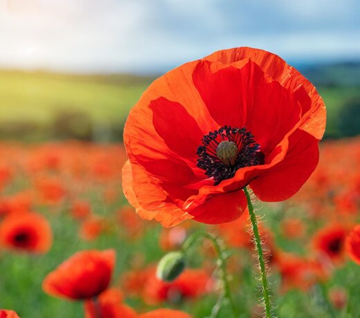 Remembrance Day Poppies