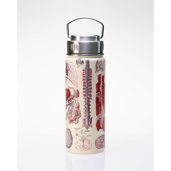 Human Anatomy Stainless Steel Vacuum Flask