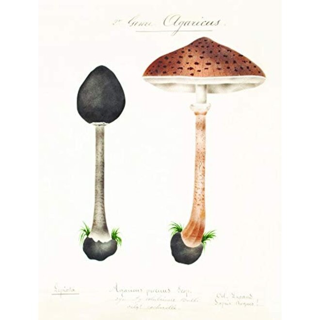 Mushroom Postcards