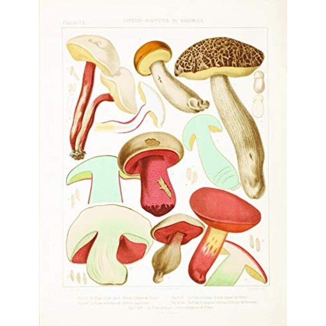 Mushroom Postcards