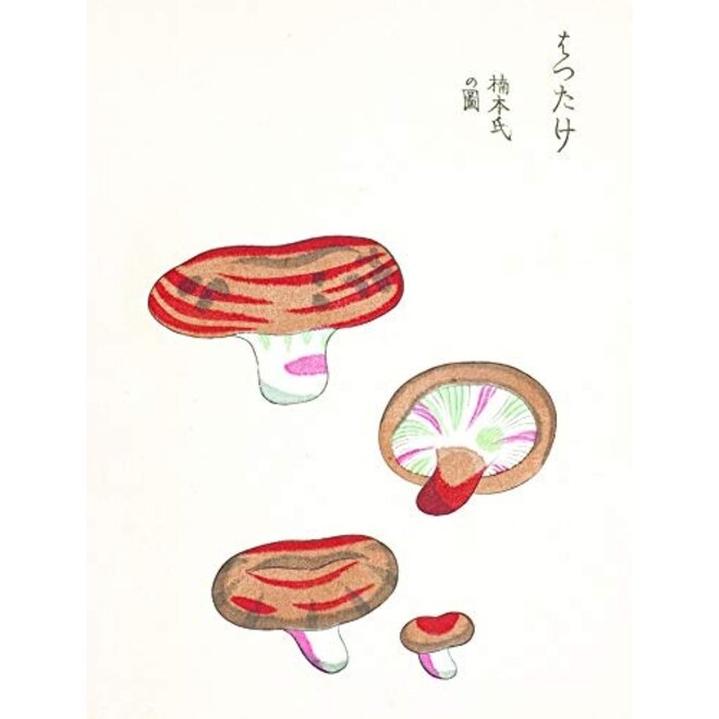 Mushroom Postcards