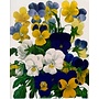Viola Pansy Tri-Color Greeting Card