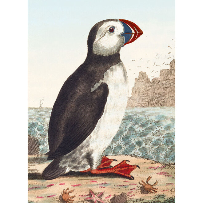 Alca Arctica Creeting Card