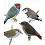 Australian Finches Greeting Card