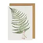 Fabulous Ferns 3 Greeting Card