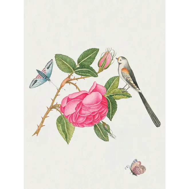Flowers, Birds, & Butterflies Celebrations Boxed Notecards