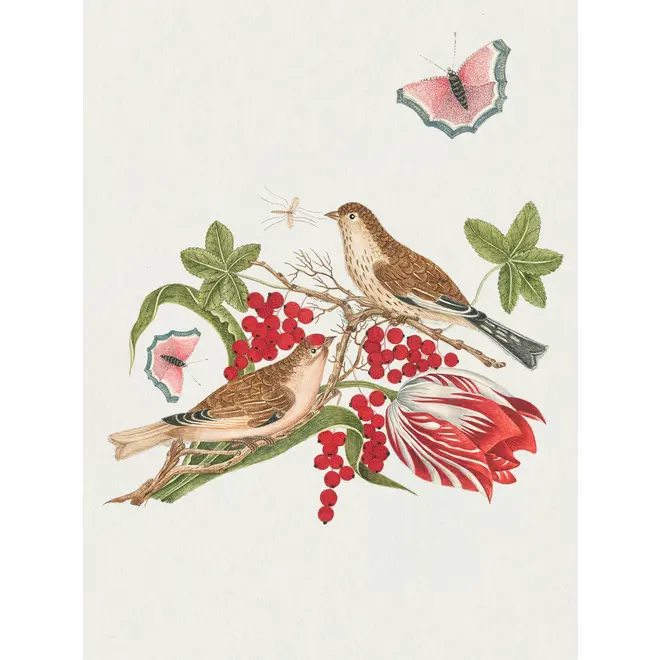 Flowers, Birds, & Butterflies Celebrations Boxed Notecards