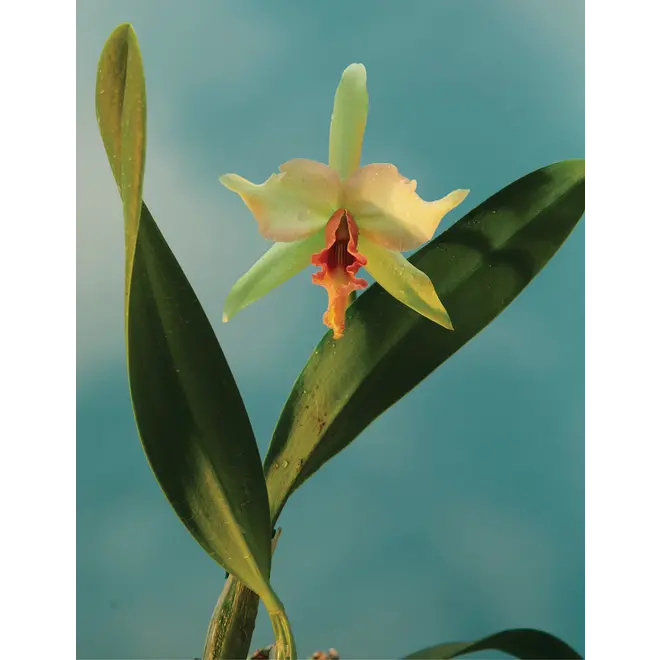 Doan Ly Flowers Keepsake Boxed Notecards