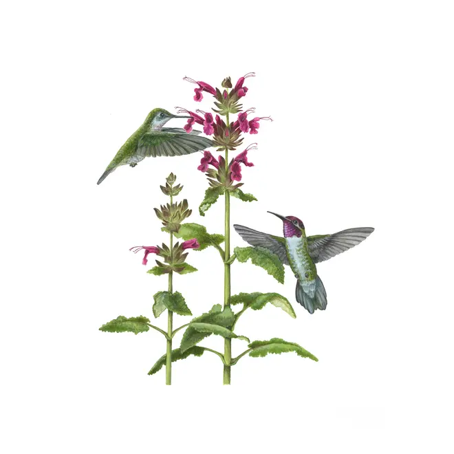 Erin E. Hunter: Pollinators Boxed Notecards
