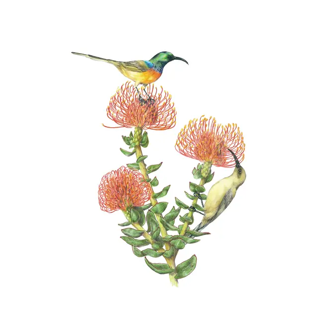 Erin E. Hunter: Pollinators Boxed Notecards