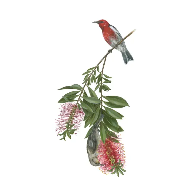 Erin E. Hunter: Pollinators Boxed Notecards