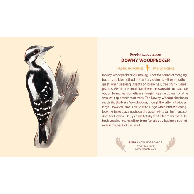 Birds Knowledge Cards