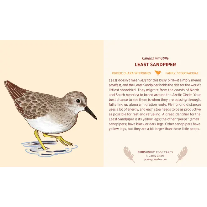 Birds Knowledge Cards