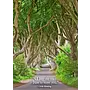 Dark Hedges Greeting Card