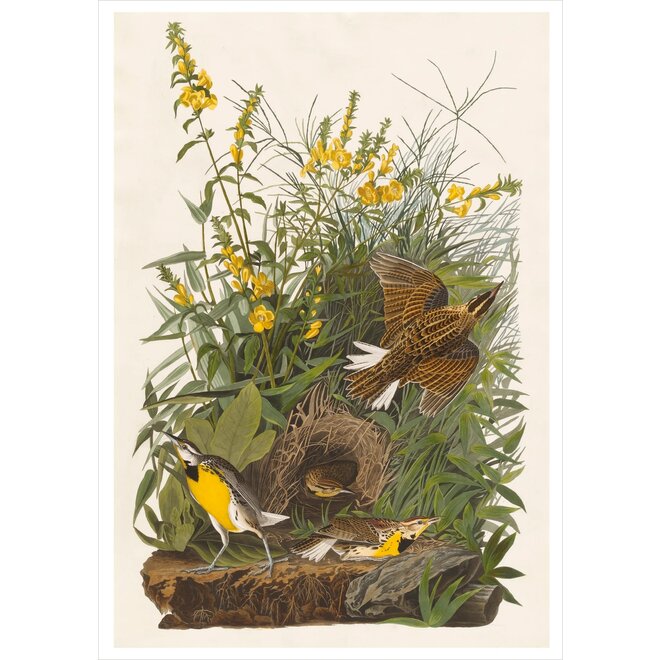 John James Audubon: Songbirds Boxed Notecard Assortment