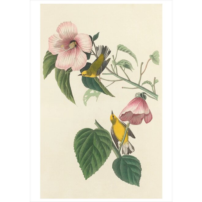 John James Audubon: Songbirds Boxed Notecard Assortment
