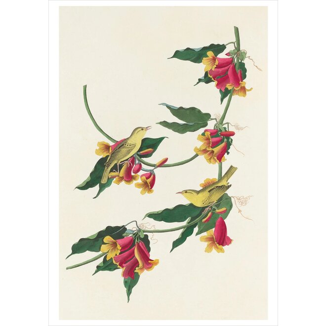 John James Audubon: Songbirds Boxed Notecard Assortment