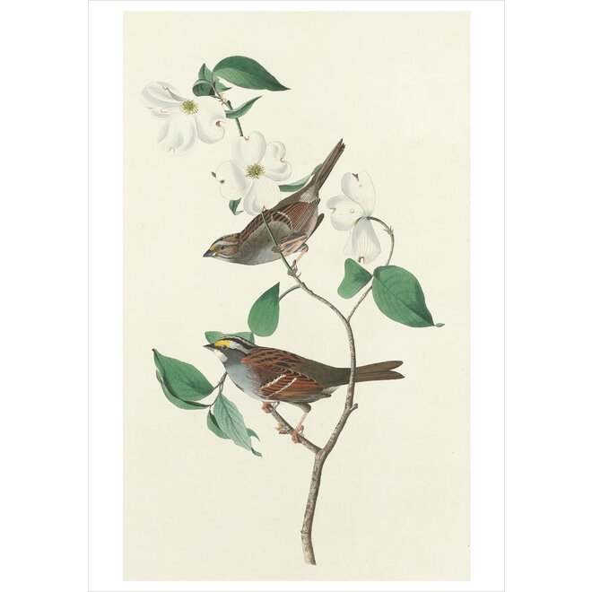 John James Audubon: Songbirds Boxed Notecard Assortment