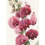Everlasting Pea Greeting Card