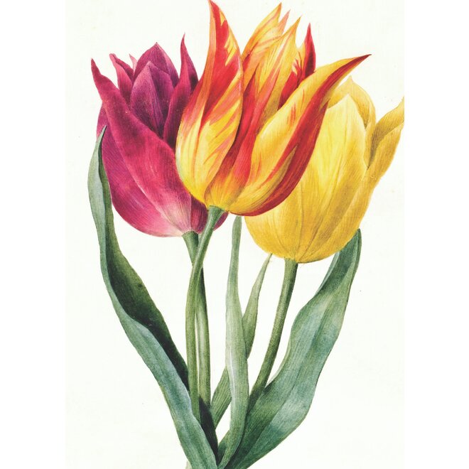 Three Lily Tulips Greeting Card