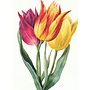 Three Lily Tulips Greeting Card