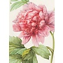 Pink Peony Greeting Card
