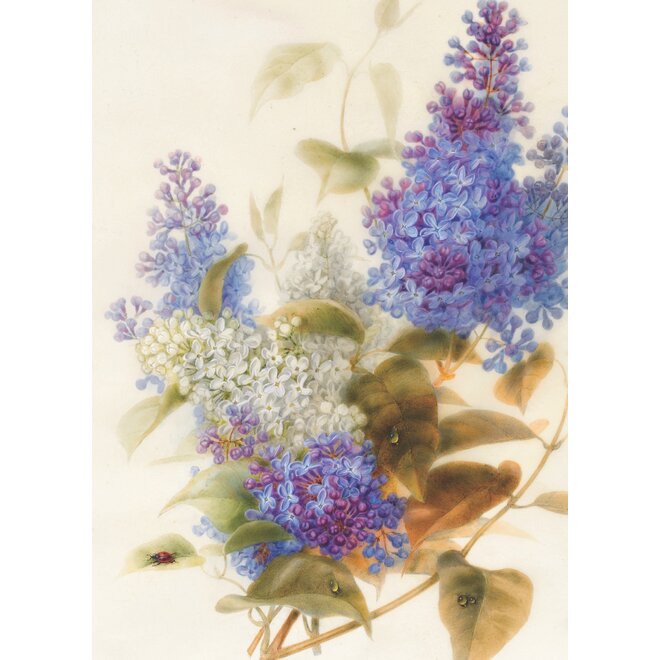 Spray of Lilac Greeting Card