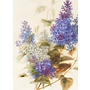 Spray of Lilac Greeting Card