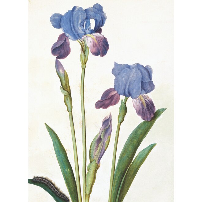 Garden Iris Greeting Card