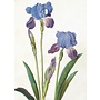 Garden Iris Greeting Card