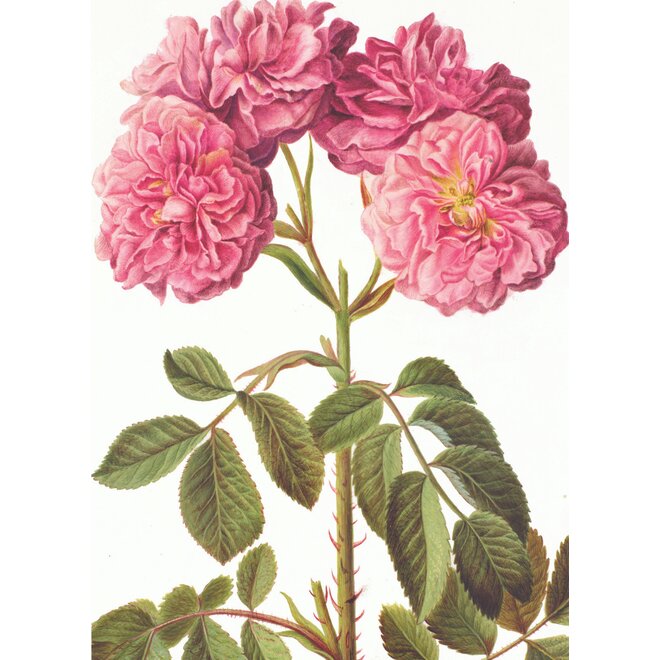 Rosa Damascena Greeting Card