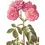 Rosa Damascena Greeting Card
