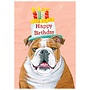 Bulldog Birthday Card