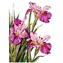 Louisiana Iris Sympathy Card