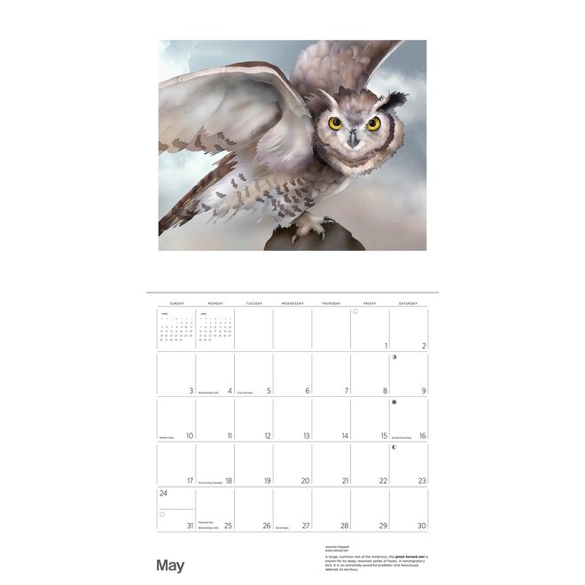 Owls: Jeannine Chappell 2026 Wall Calendar