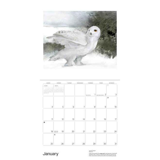 Owls: Jeannine Chappell 2026 Wall Calendar