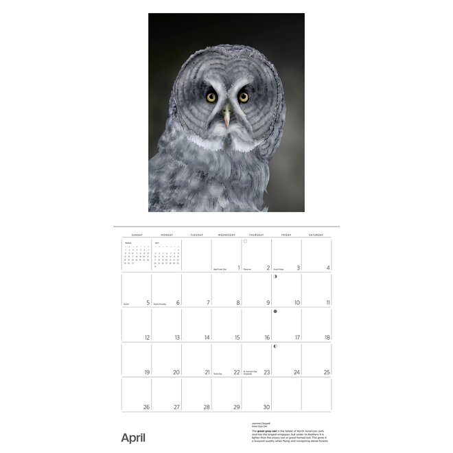 Owls: Jeannine Chappell 2026 Wall Calendar
