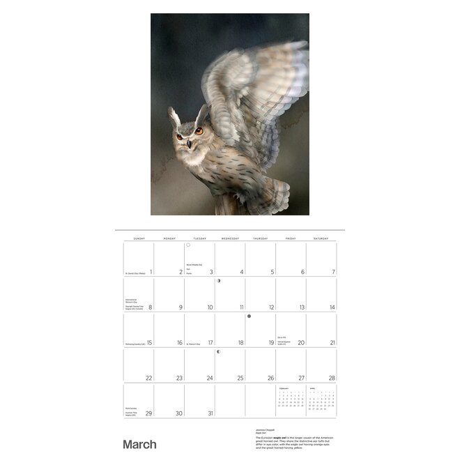 Owls: Jeannine Chappell 2026 Wall Calendar