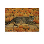 Cat & Pumpkins Halloween Card
