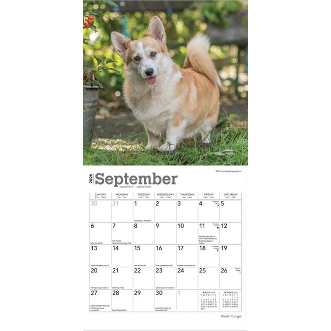 Welsh Corgis 2026 Mini Wall Calendar