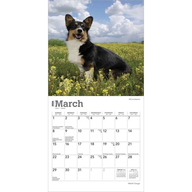 Welsh Corgis 2026 Mini Wall Calendar