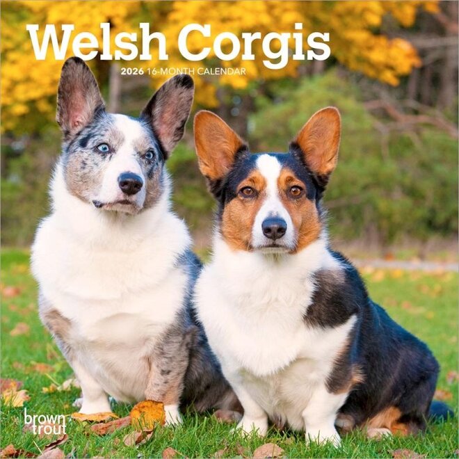 Welsh Corgis 2026 Mini Wall Calendar