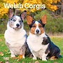 Welsh Corgis 2026 Mini Wall Calendar