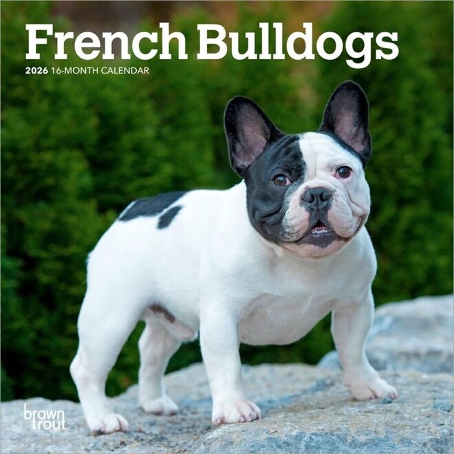 French Bulldogs 2026 Mini Wall Calendar