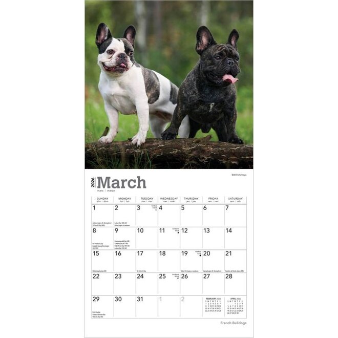 French Bulldogs 2026 Mini Wall Calendar