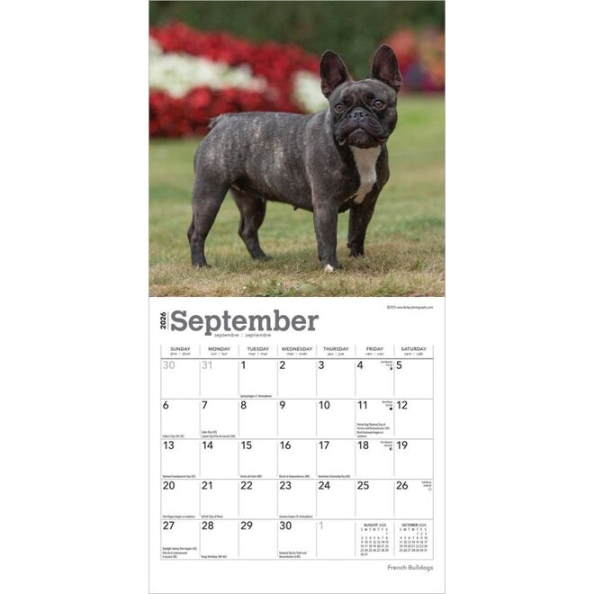 French Bulldogs 2026 Mini Wall Calendar