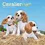 Cavalier King Charles Spaniel Puppies 2026 Mini Wall Calendar