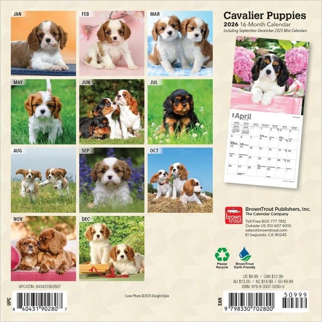 Cavalier King Charles Spaniel Puppies 2026 Mini Wall Calendar