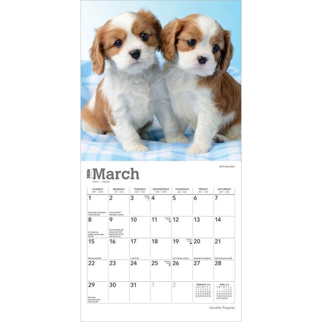 Cavalier King Charles Spaniel Puppies 2026 Mini Wall Calendar