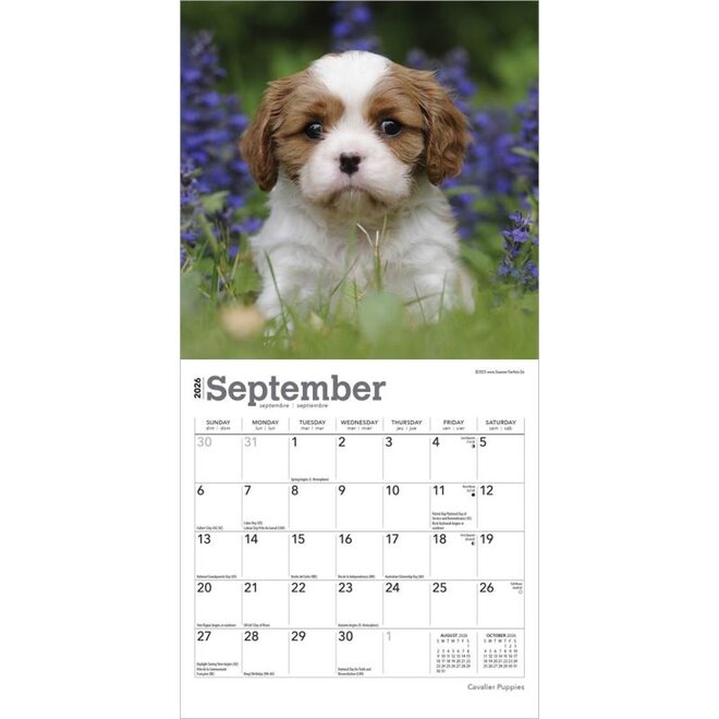Cavalier King Charles Spaniel Puppies 2026 Mini Wall Calendar